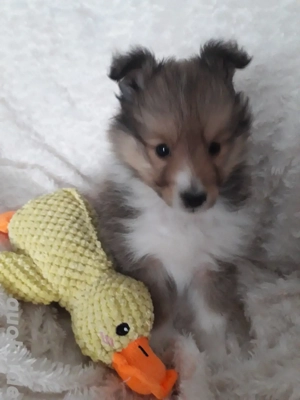 Sheltiewelpen mit VDH-Papiere Bild 5