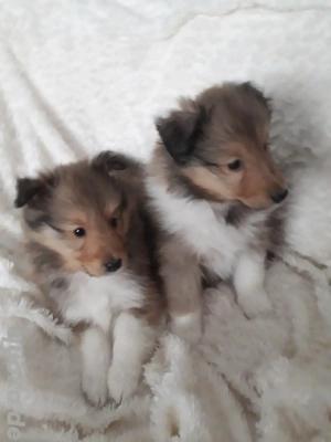 Sheltiewelpen mit VDH-Papiere Bild 3