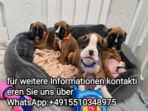 Boxer welpen