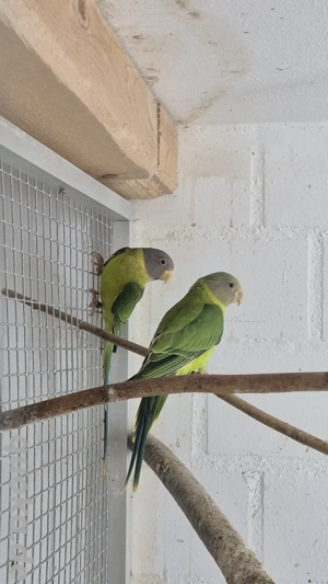 Pflaumenkopfsittiche