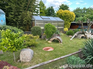 Suche*1.0*Geochelone Carbonaria*Männchen*Köhlerschildkröte*