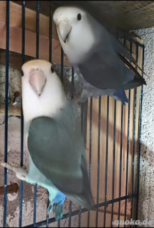 Eine paar agaporniden 