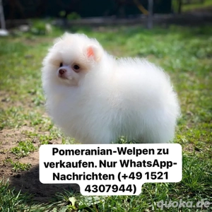 Unsere Pomeranian-Welpen sind bestens sozialisiert