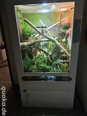 Großes terrarium mit kornnattern 