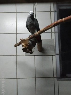Kongo Graupapagei 