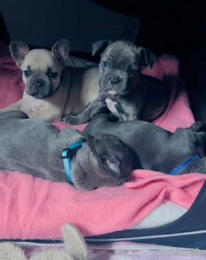 Französische Bulldoggen Welpen reinrassig