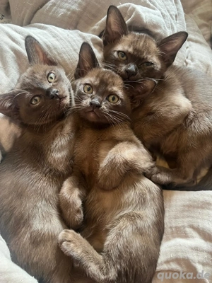 Burma Kitten zu verkaufen 
