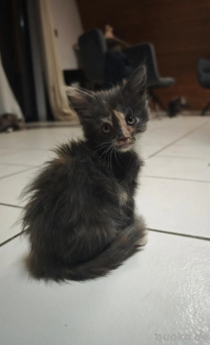 Mainecoon Kitten