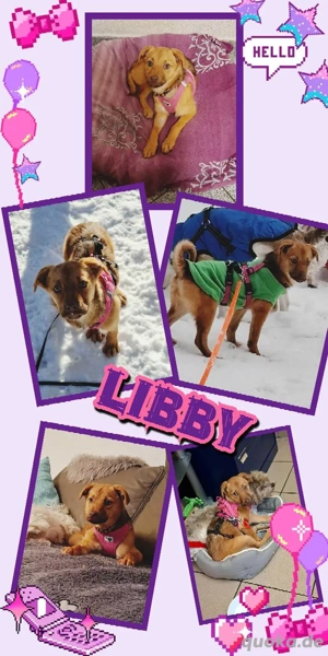 wunderschönes, liebes, katzenverträgliches Welpenmädchen "Libby" sucht ein Zuhause 