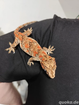 Höckerkopfgeckos (Rhacodactylus auriculatus)