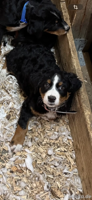 Appenzeller Sennenhund Welpen