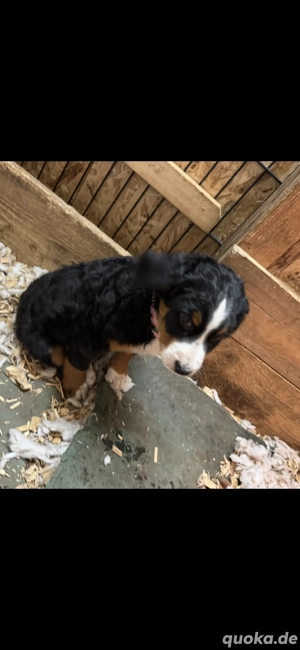 Appenzeller Sennenhund-Welpen 