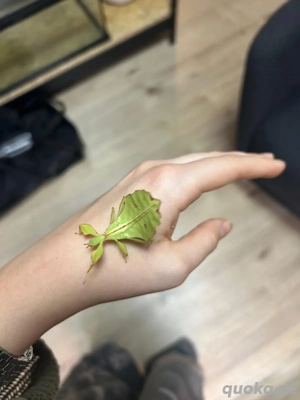 Wandelnde Blätter (Phyllium phillipinicum)  Bild 2