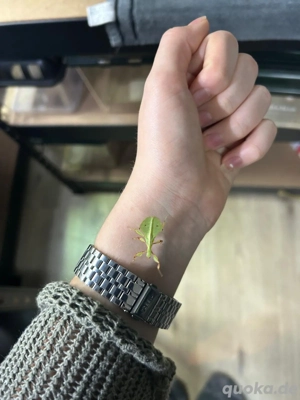 Wandelnde Blätter (Phyllium phillipinicum) 