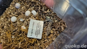 Hemidactylus Imbricatus 0.0.1