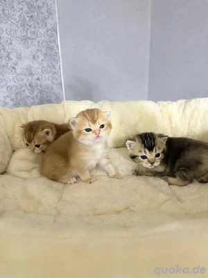 BKH Kitten Golden Shaded reinrassig