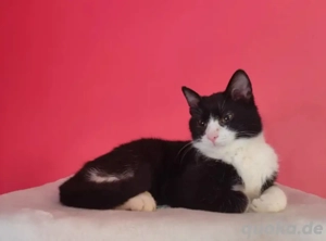 Koda Verspielter Kater sucht spielfreudige Familie 