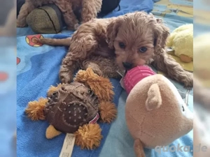 Süße Pudelwelpen zu verkaufen 