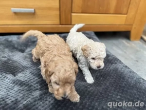 Männliche und weibliche Pudel-Welpen