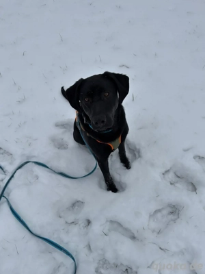 Buddy 13 monate sucht dringed ein neues Zuhause