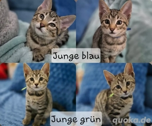 Wunderschöne Bengal-Siam Mix