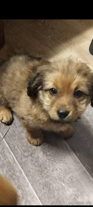 Unsere Fellmäuse suchen ein Traumzuhause