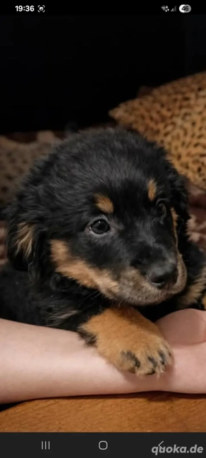 Unsere Fellmäuse suchen ein Traumzuhause