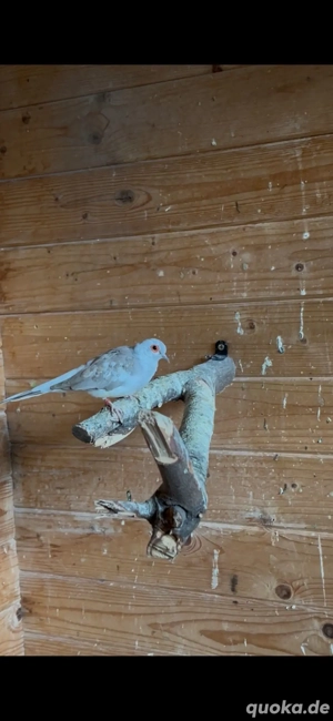 Vogel Diamanttäuben männliche