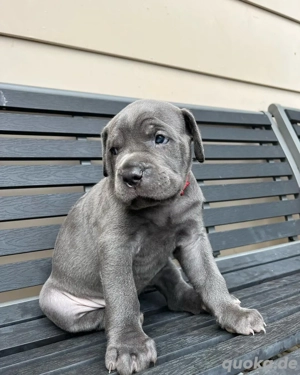 Wunderschöne Cane Corso Welpen mit Papieren 