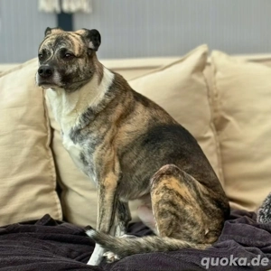 Flori - braucht erfahrene Menschen mit Hunden 