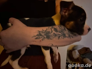 amerikanische französiche Buldogge