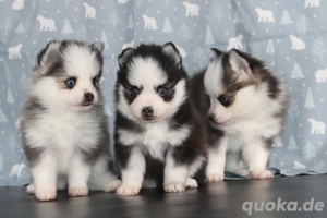 Süße Pomsky-Welpen zu verkaufen 