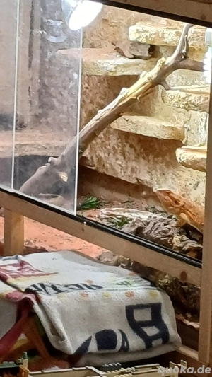 Bartagam mit Terrarium zu verkaufen