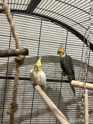 Nymphensittich Pärchen