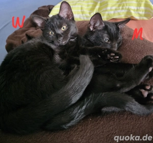 Sphynx Kitten mit Fell