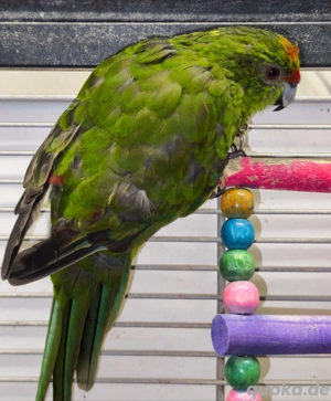 Ziegensittich Henne sucht neue Körnergeber