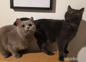 kein verkauf - BKH Spielkameradin gesucht 