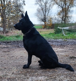 Ostlblut Schäferhunde ehem DDR Welpen  Bild 6