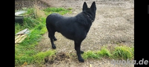 Ostlblut Schäferhunde ehem DDR Welpen  Bild 7