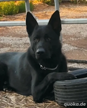 Ostlblut Schäferhunde ehem DDR Welpen  Bild 8