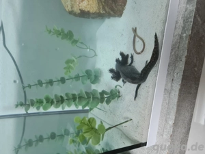 Axolotl schwarz 9 Monate alt Bild 3