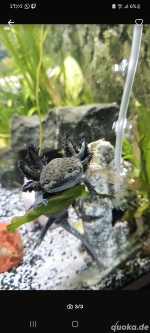 Axolotl schwarz 9 Monate alt Bild 4