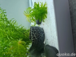 Axolotl schwarz 9 Monate alt Bild 2