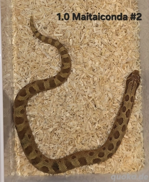 Maitai | Heterodon nasicus | Hakennasennatter 