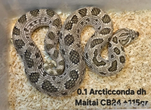0.1 Arcticconda dh Maitai | Heterodon nasicus | Hakennasennatter | Arcticconda het Sable Toffee