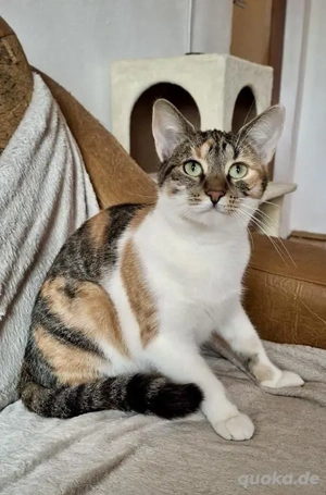 liebevolle, sanfte Katze Mally sucht ein tolles Zuhause