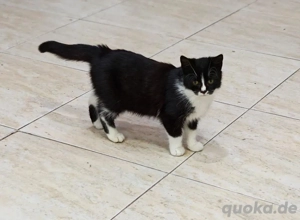 supersüße kleine Katze Munky sucht ein tolles Zuhause Bild 7