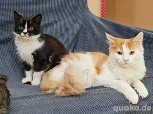 supersüße kleine Katze Munky sucht ein tolles Zuhause Bild 2