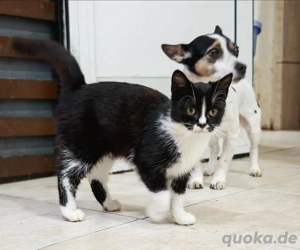 supersüße kleine Katze Munky sucht ein tolles Zuhause Bild 5