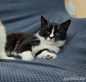 supersüße kleine Katze Munky sucht ein tolles Zuhause Bild 3